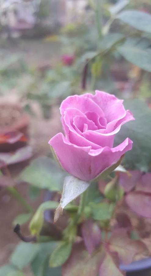 Baangaimuan Panzió Lamphun Kültér fotó